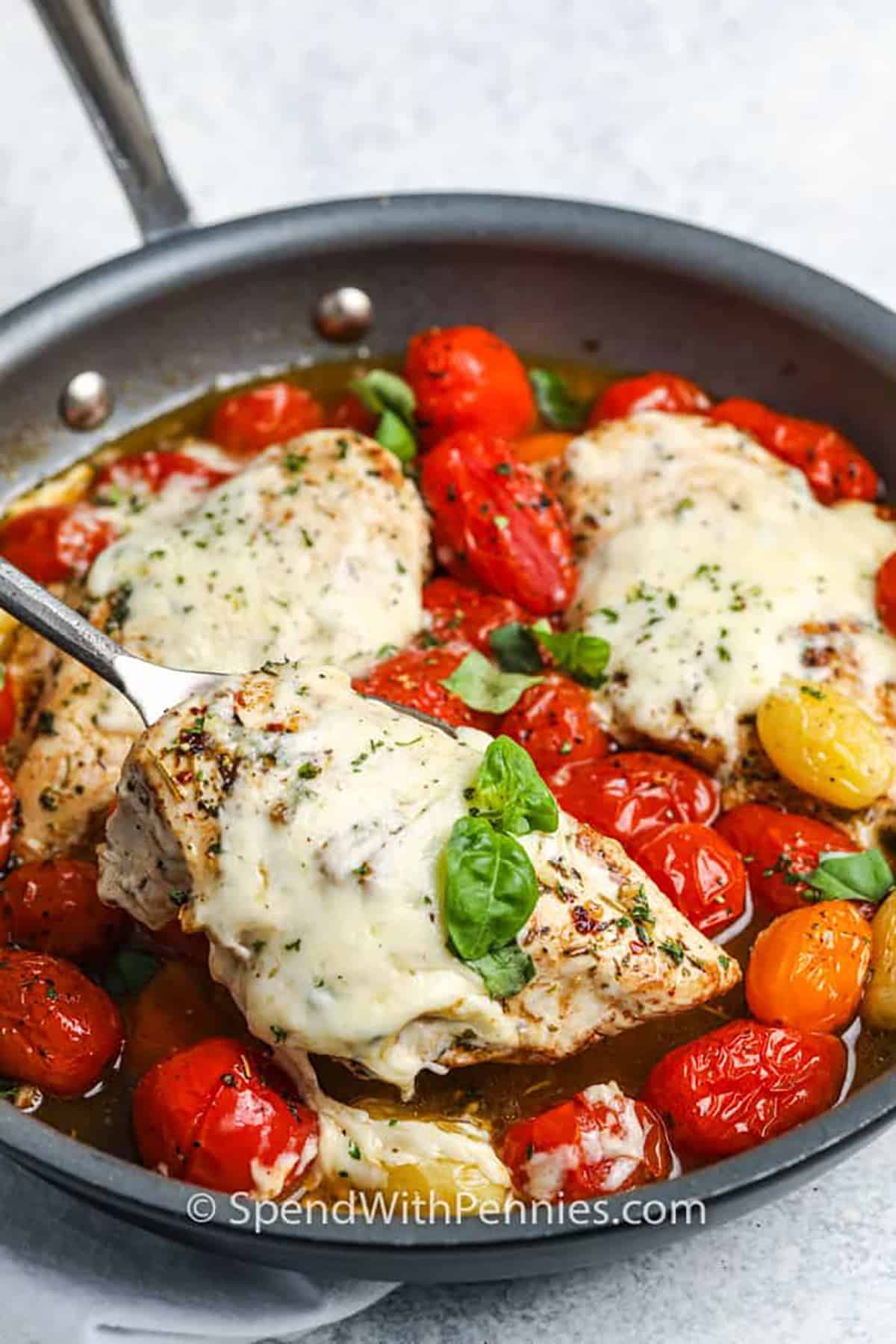 Easy, economical, and elegant; they’re all here in this delicious recipe for Chicken Caprese! With its amazing blend of savory, smokey, and cheesy flavors, it’s sure to be a hit with anyone who tries it! Chicken cutlets are cooked in bacon drippings with garlic, white wine, butter, tomatoes, and Italian herbs. Then they are topped with mozzarella, parmesan, and the crispy crumbled bacon and browned under the broiler. #chickencaprese #spendwithpennies #chickencapreserecipe #capresechickenrecipe easy chicken caprese in skillet with spoon